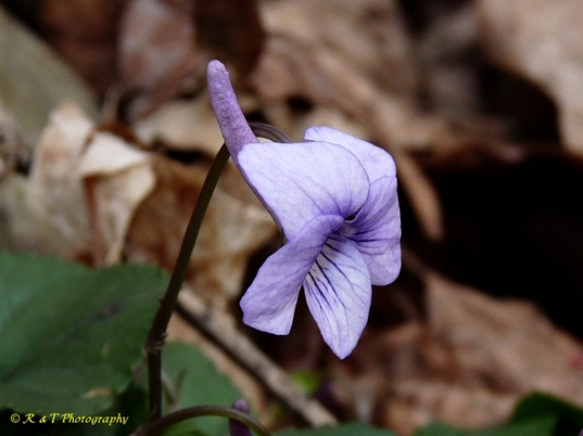 {Viola rostrata}